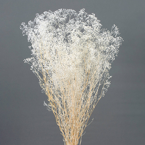 ミニカスミ草白