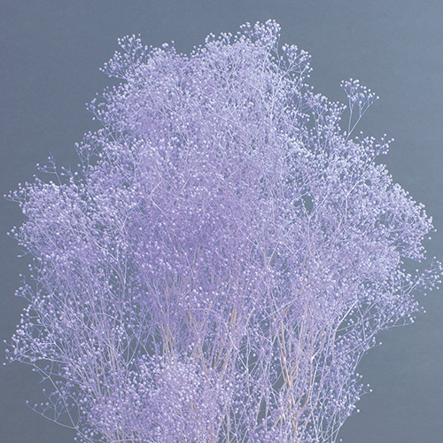 ミニカスミ草エンジェルパープル