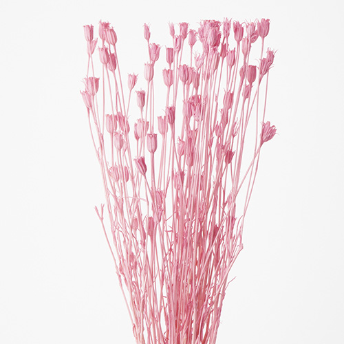 フローレンティナピンク