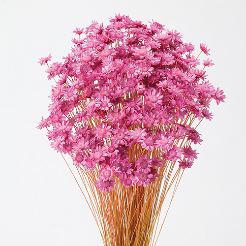 スターフラワー・ブロッサムストロベリー