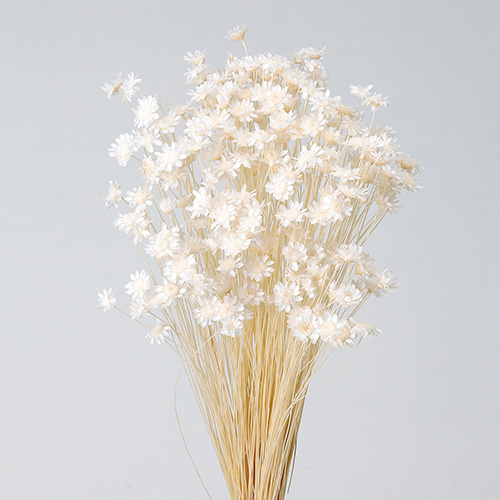 スターフラワー・ブロッサム白