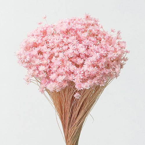 スターフラワー・ミニブライダルピンク