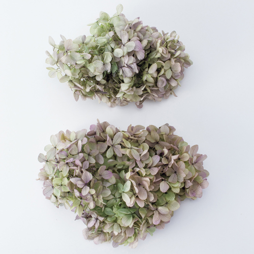 ピラミッドアジサイ・ヘッド オレガノパープル