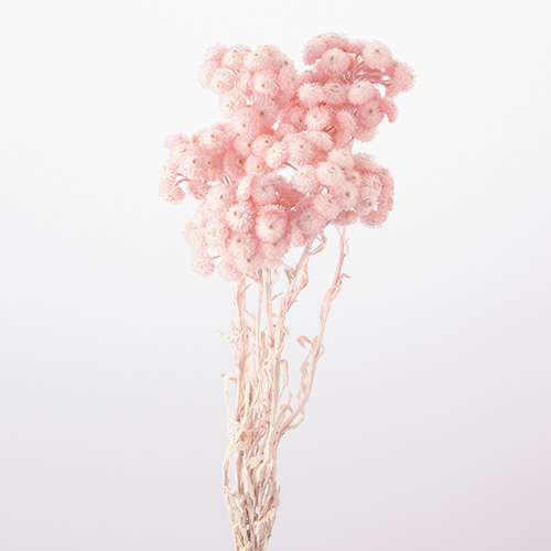 イモーテルシルキーピンク