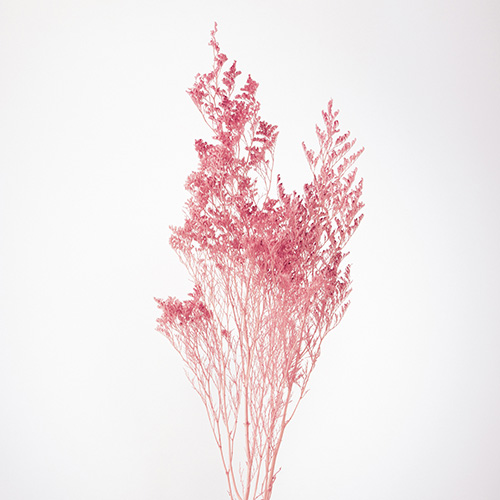 カスピアピンク